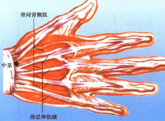 在前臂后区,腕背侧远端横纹上,指总伸肌